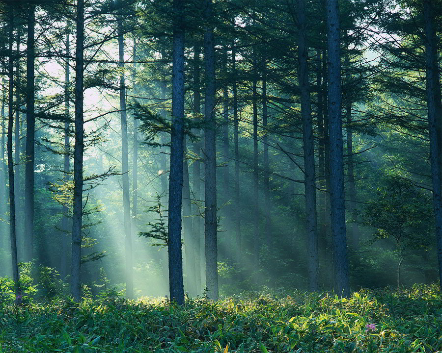 forest-light-900.jpg